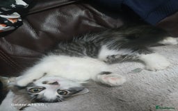 Mixed Breed cats for sale: Gorgeous fluffy princess  - Image 8