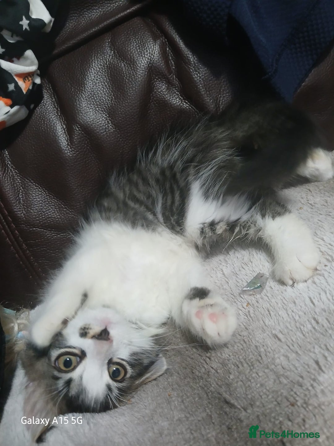 Mixed Breed cats for sale: Gorgeous fluffy princess  - Image 8