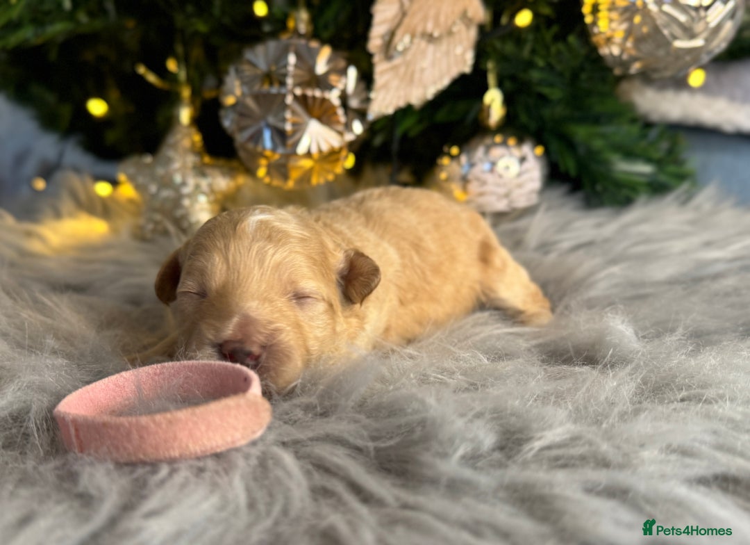 Cavapoo dogs for sale:  F1 poochons health tested parents 🐶 - Advert 22