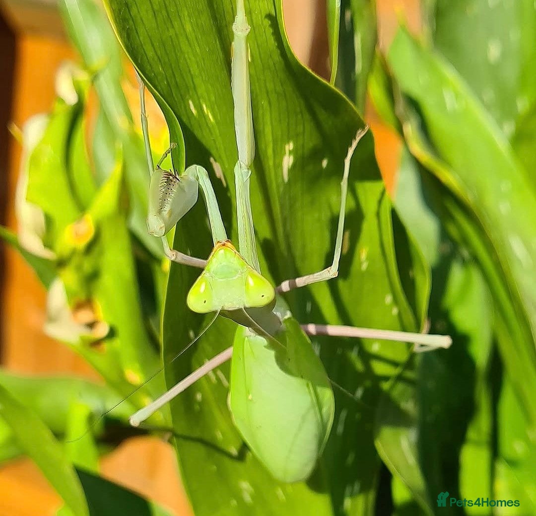 Praying Mantis invertebrates Giant African Mantis L4/5 Sexed Pair - Advert 3