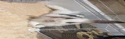 Mini Lop rabbits for sale: 2 male mini lop bunnys and enclosure  in Pontefract - Advert 2