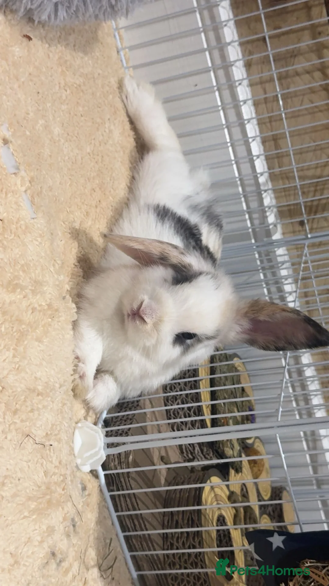 Mini Lop rabbits for sale: 2 male mini lop bunnys and enclosure  in Pontefract - Advert 2