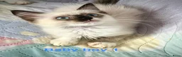 Ragdoll cats for sale: Socialised Baby Ragdoll Kittens ready now  - Advert 26