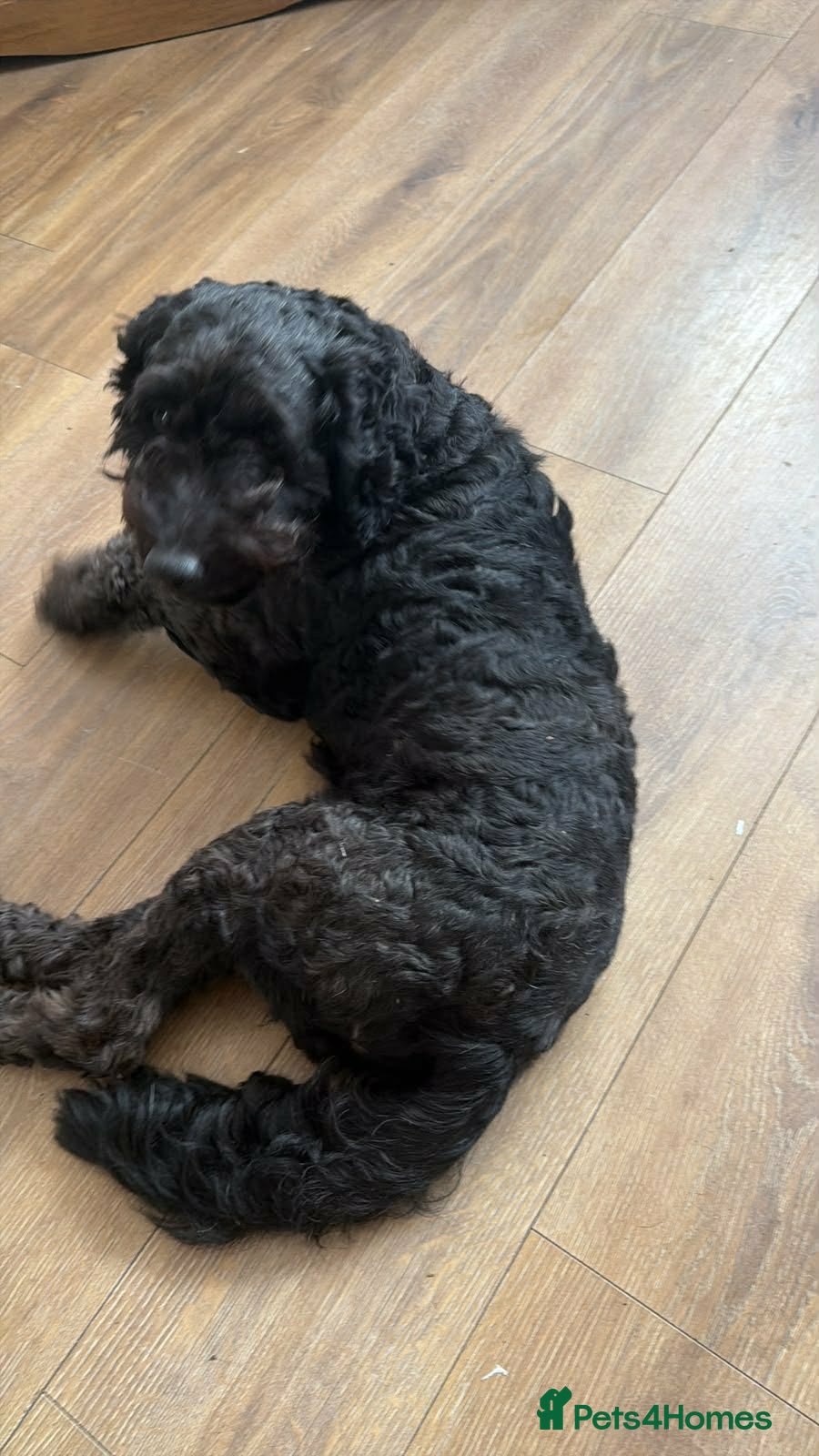 Mixed Breed dogs Lab x poodle  - Advert 1