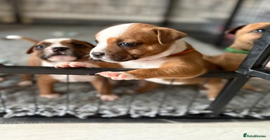 Staffordshire Bull Terrier dogs - Advert 6