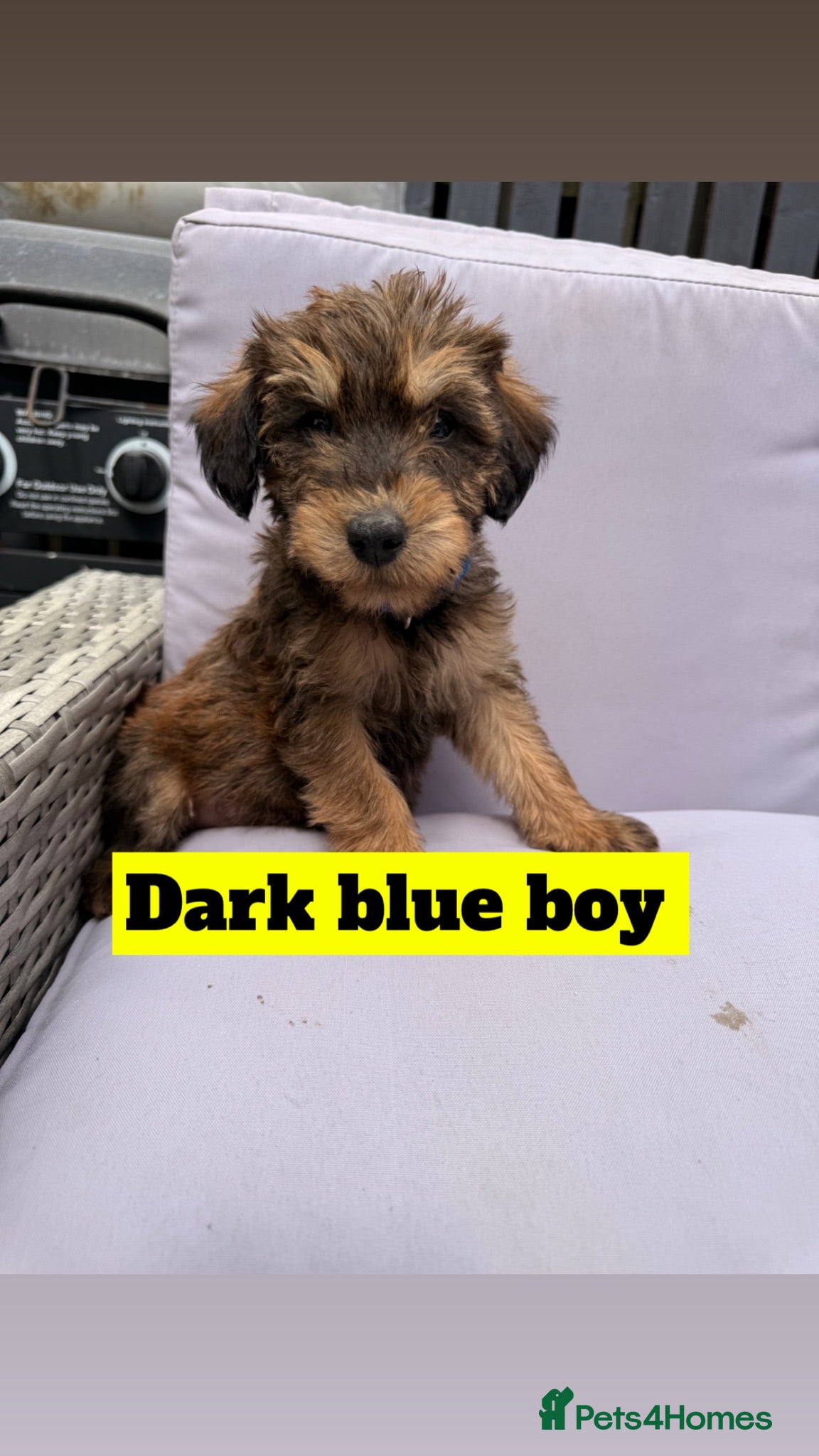 Mixed Breed dogs Whoodle puppies  - Advert 2