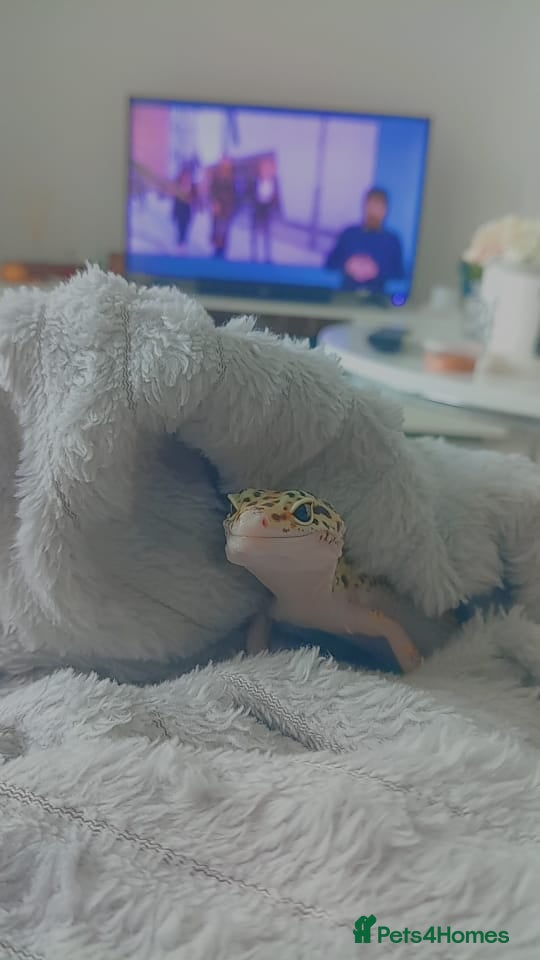 Leopard Gecko reptiles Selling a leopard gecko and the tank  - Advert 1