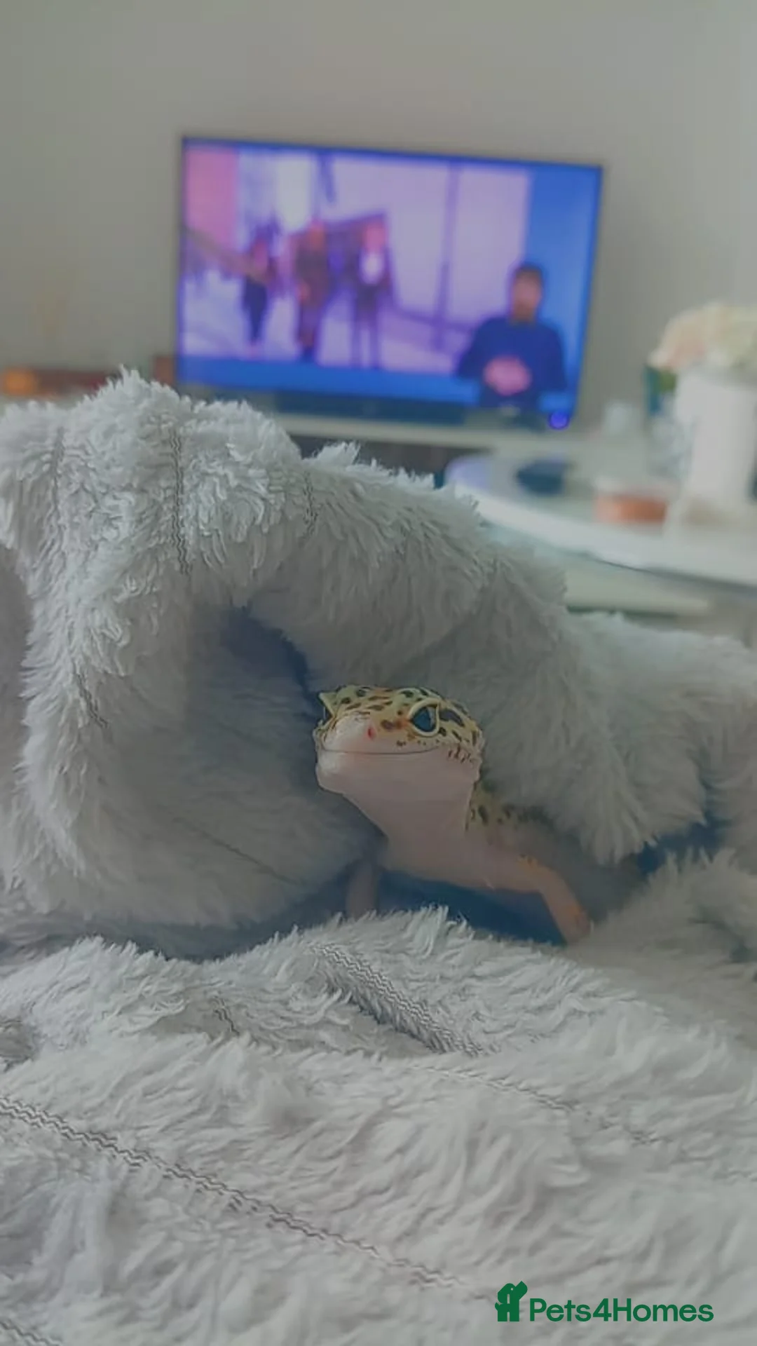 Leopard Gecko reptiles for sale: Selling a leopard gecko and the tank  - Advert 1