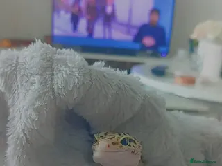 Leopard Gecko reptiles Selling a leopard gecko and the tank - Advert 1