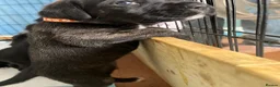 Cane Corso dogs for sale: Beautiful Purebred Cane corso puppies - Advert 31