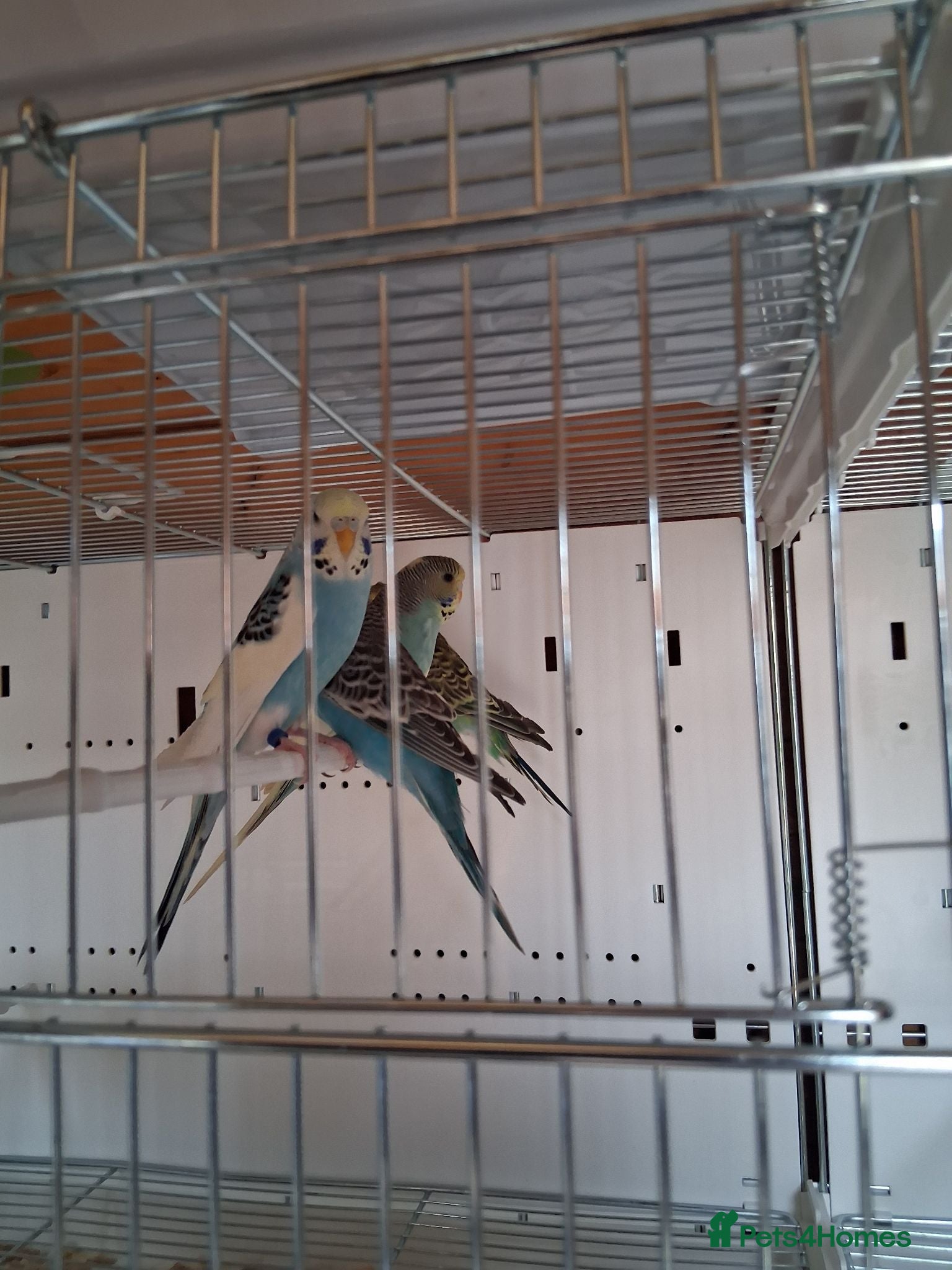 Budgerigars birds Budgies - Advert 3