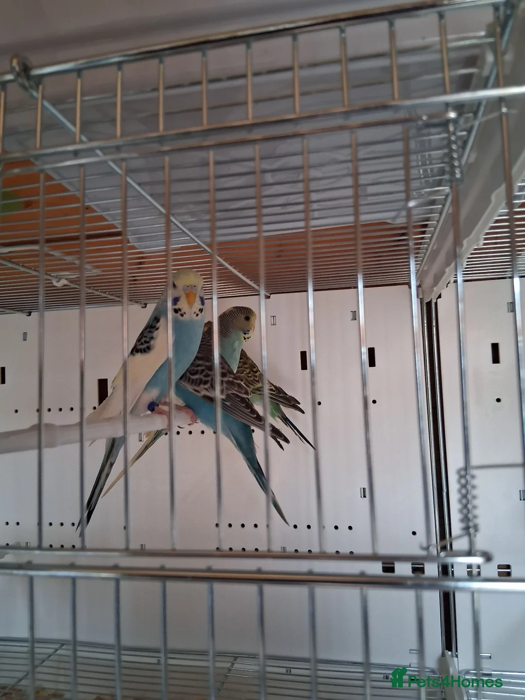 Budgerigars birds for sale: Budgies in Wigan - Advert 1