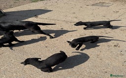 Labrador Retriever dogs for sale: 5 Labrador puppies for sale  - Image 9
