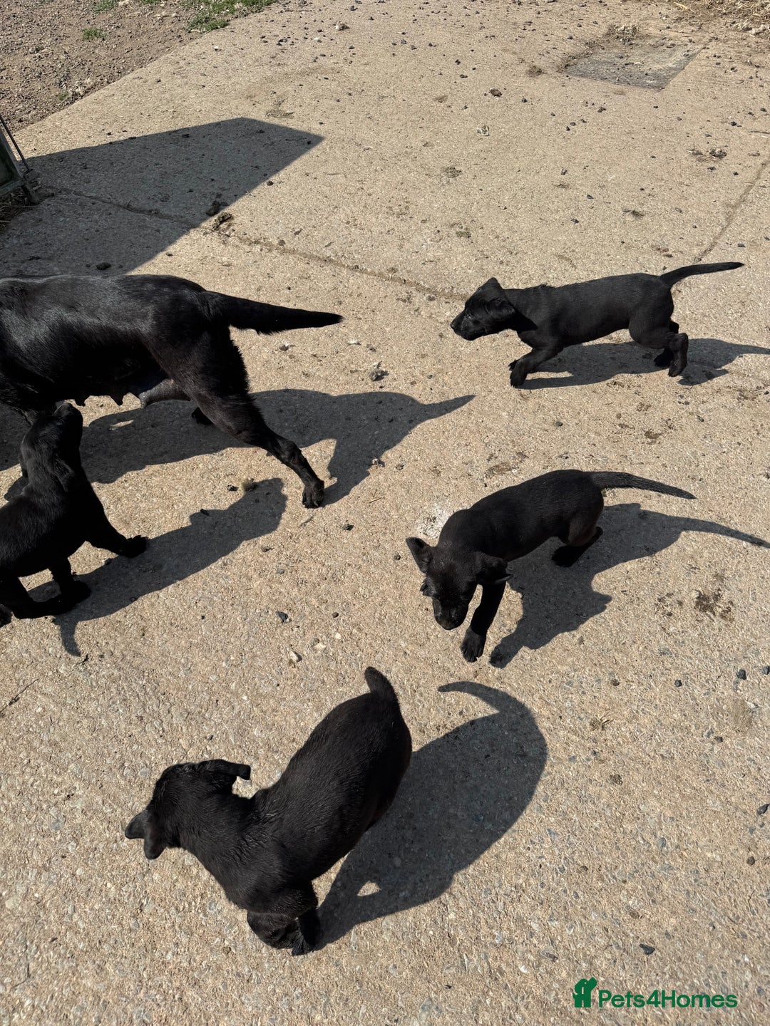 Labrador Retriever dogs for sale: 5 Labrador puppies for sale  - Image 9