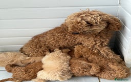 Maltipoo dogs for sale: Quality Korean maltipoos - Image 31