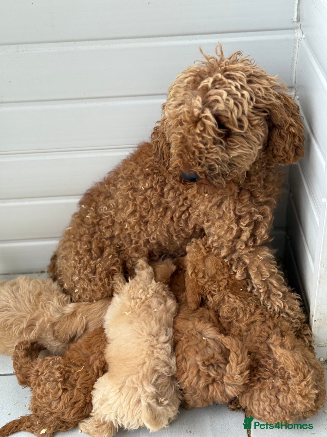 Maltipoo dogs for sale: Quality Korean maltipoos - Image 31