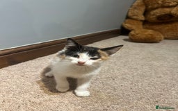 Mixed Breed cats for sale: Gorgeous litter of British shorthair kittens  - Image 3