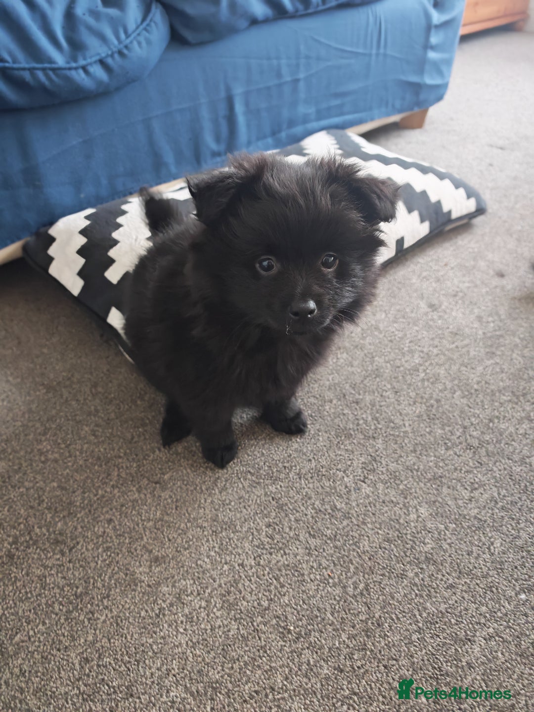 Pomeranian dogs for sale: Pomeranian for sale - Advert 9