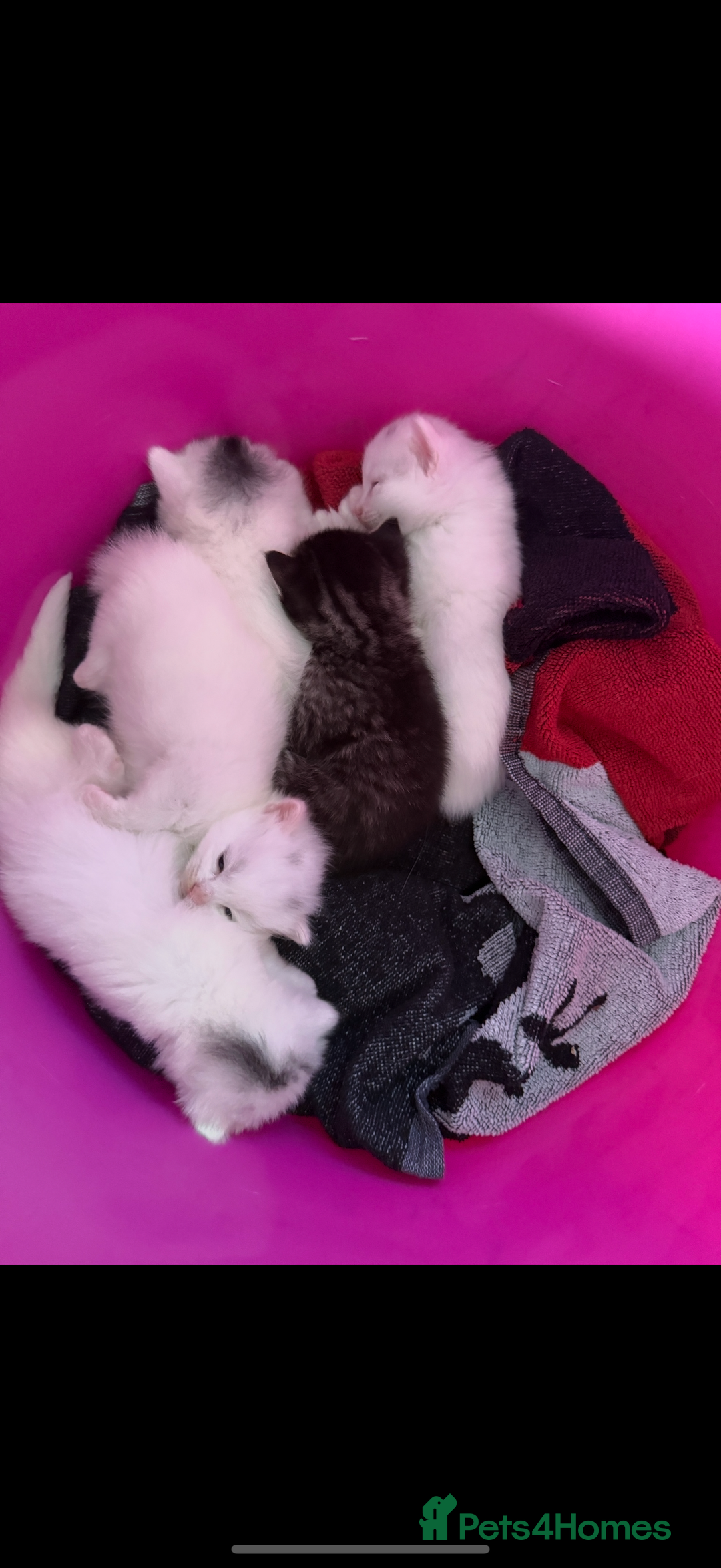 Ragdoll cats for sale: Ragdoll x British short hair kittens for sale  - Image 11