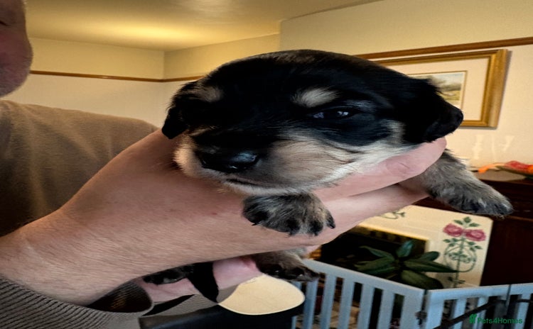 Miniature Dachshund dogs Stunning litter of Mini Long Haired Dachshunds - Advert 11