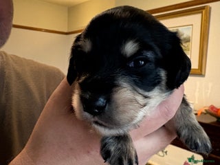 Miniature Dachshund dogs Stunning litter of Mini Long Haired Dachshunds - Advert 17