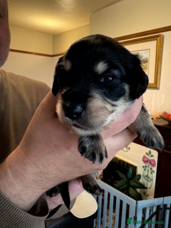 Miniature Dachshund dogs Stunning litter of Mini Long Haired Dachshunds - Advert 11