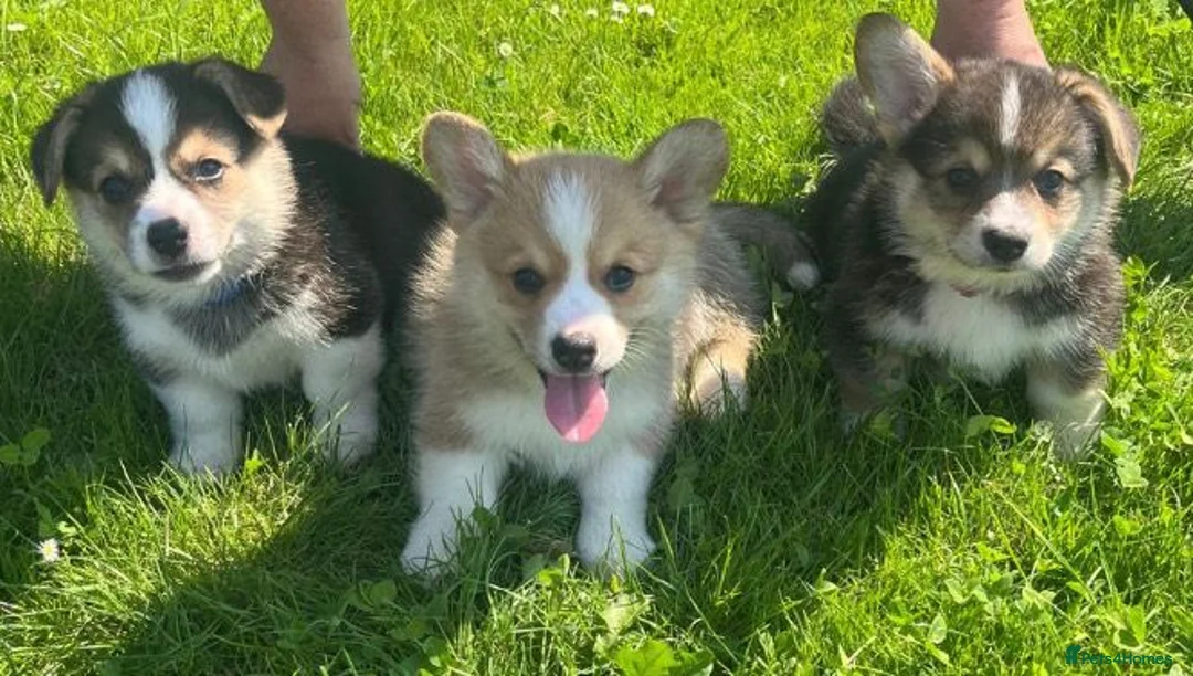Welsh Corgi Pembroke dogs for sale: Gorgeous RKC reg corgi's DNA health tested parents - Advert 1