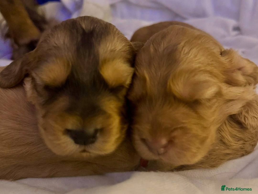 Cocker Spaniel dogs for sale: 2 x Show cocker spaniels (Red) - Image 8