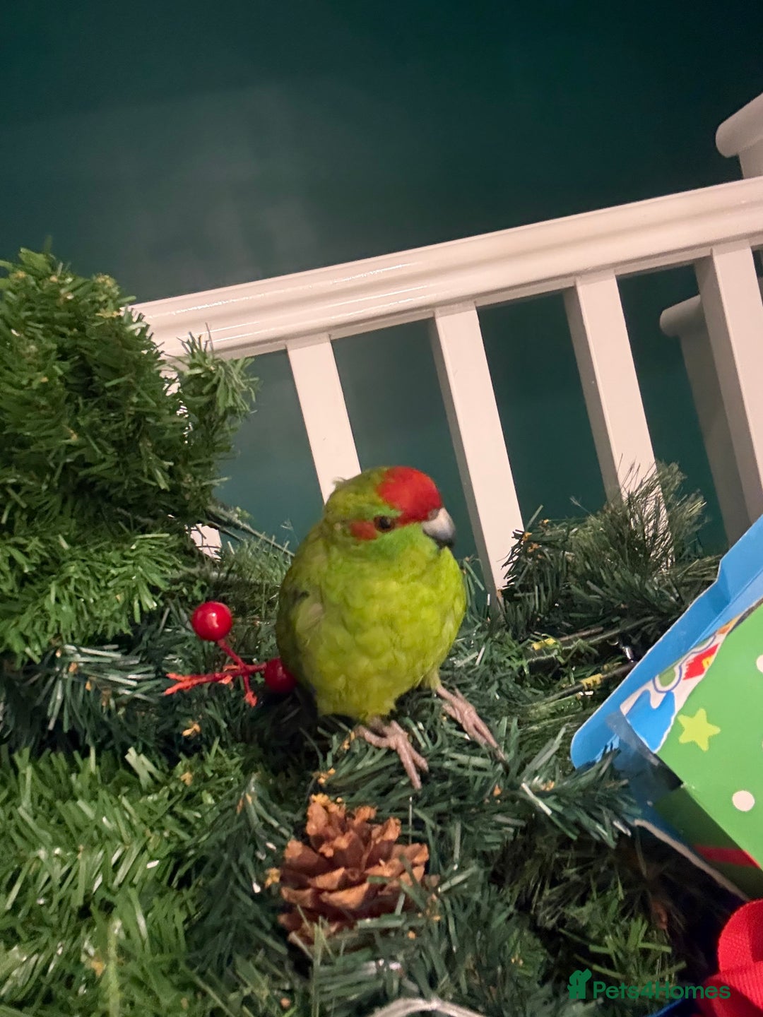 Mixed Breed birds for sale: Kakariki male  - Advert 3