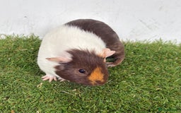 Guinea Pig rodents for sale: Female baby guinea pigs  - Image 28
