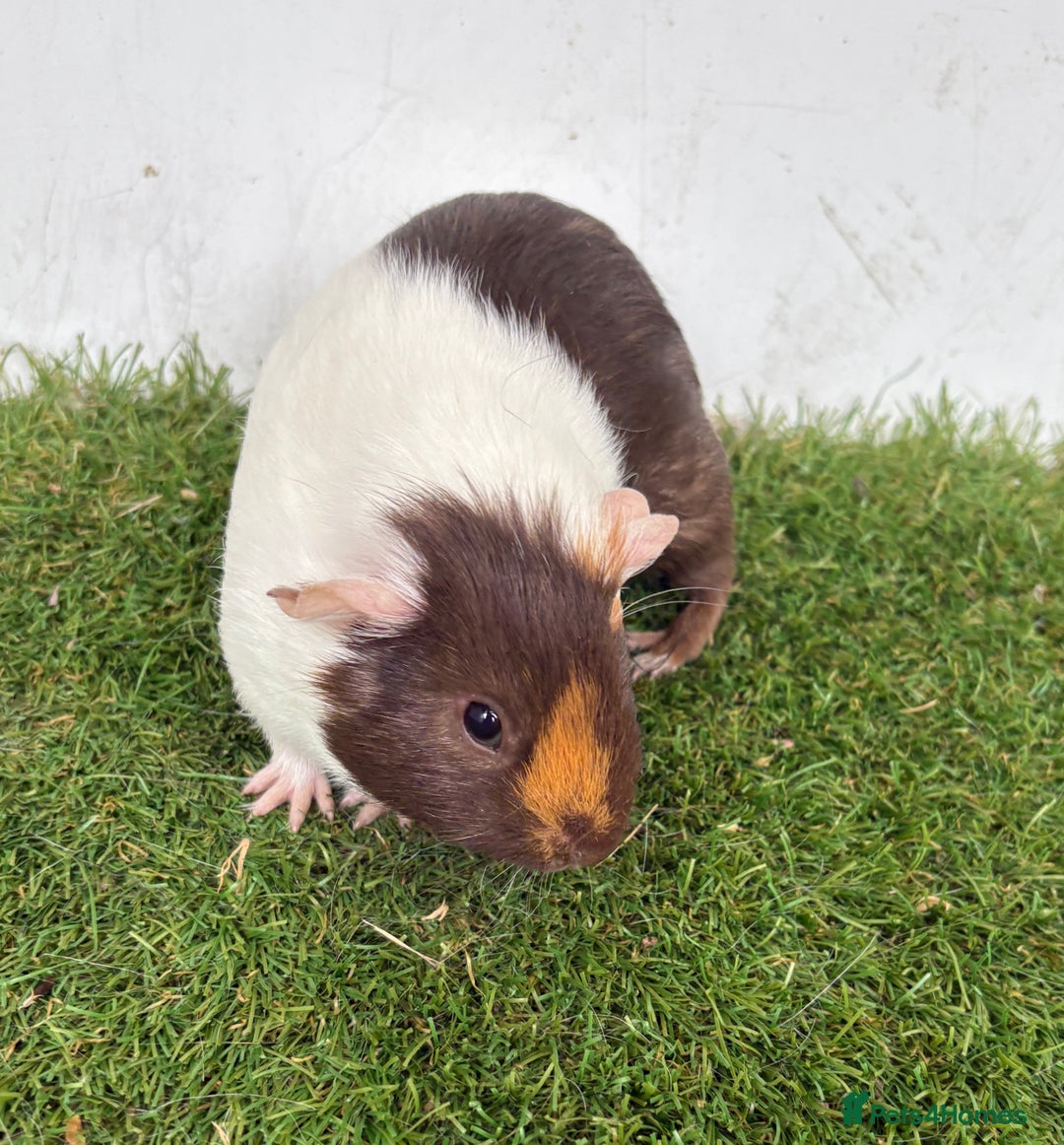 Guinea Pig rodents for sale: Female baby guinea pigs  - Image 28