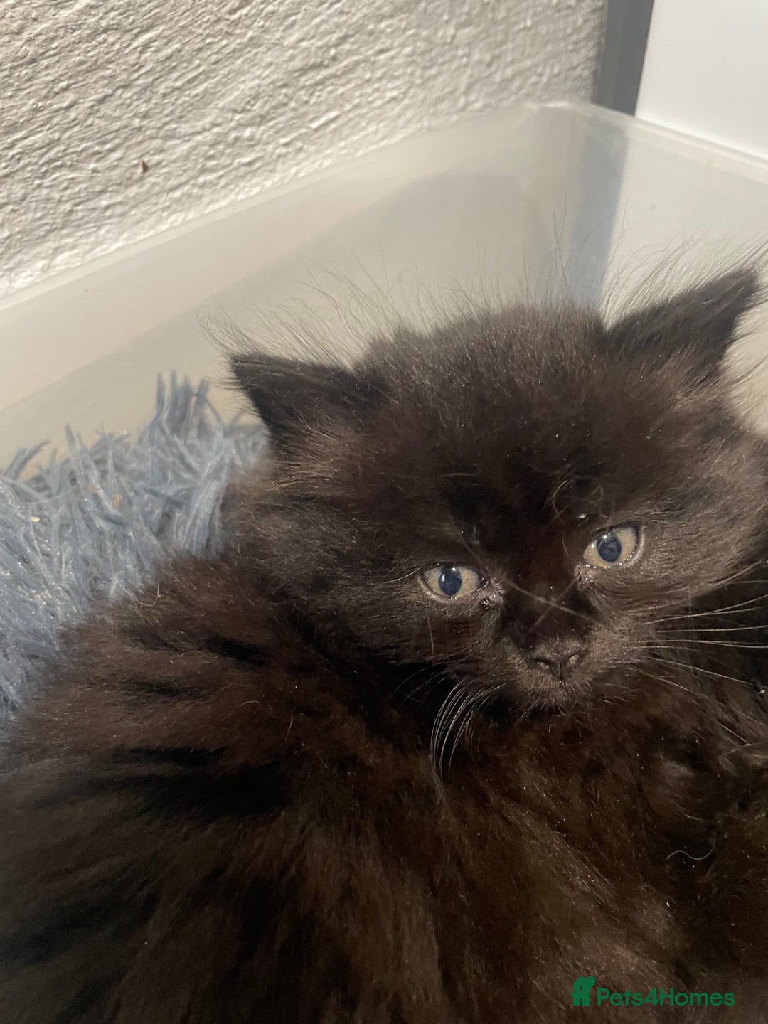 Mixed Breed cats for sale: Ragdoll cross kittens  - Advert 2