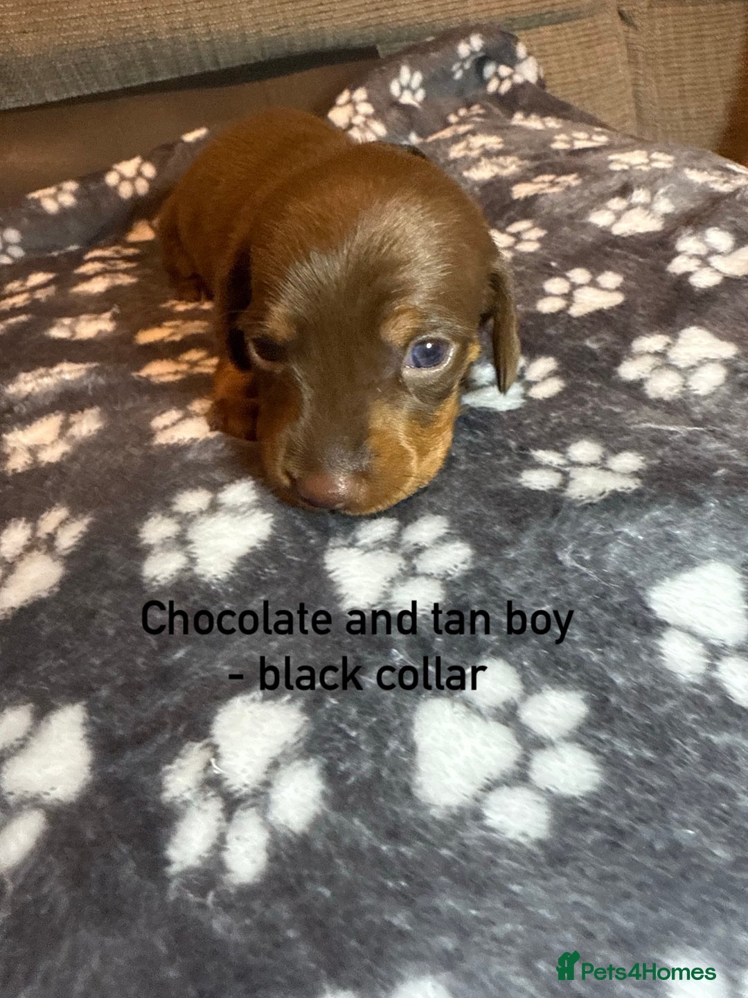 Miniature Dachshund dogs for sale: 7 beautiful miniature dachshund puppies for sale - Image 8