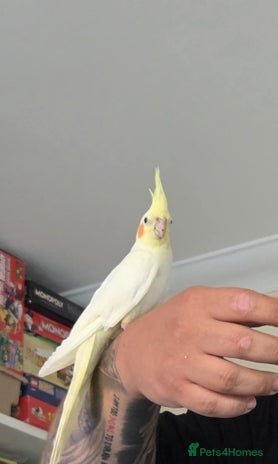 Cockatiels birds - Advert 1