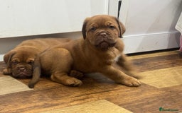 Dogue De Bordeaux dogs for sale: Dogue De Bordeaux Puppies - Image 9