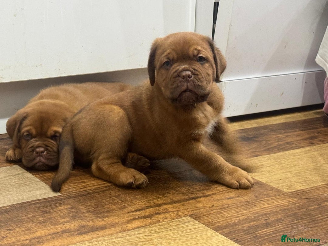 Dogue De Bordeaux dogs for sale: Dogue De Bordeaux Puppies - Image 9