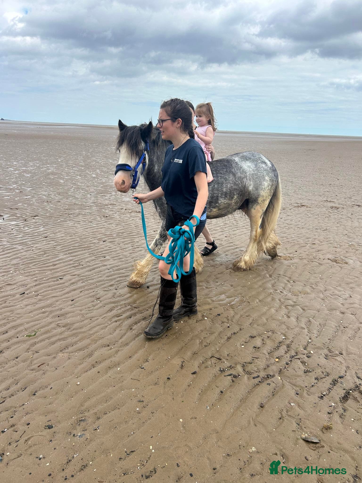 Irish Cob horses for sale: Norman  - Advert 31