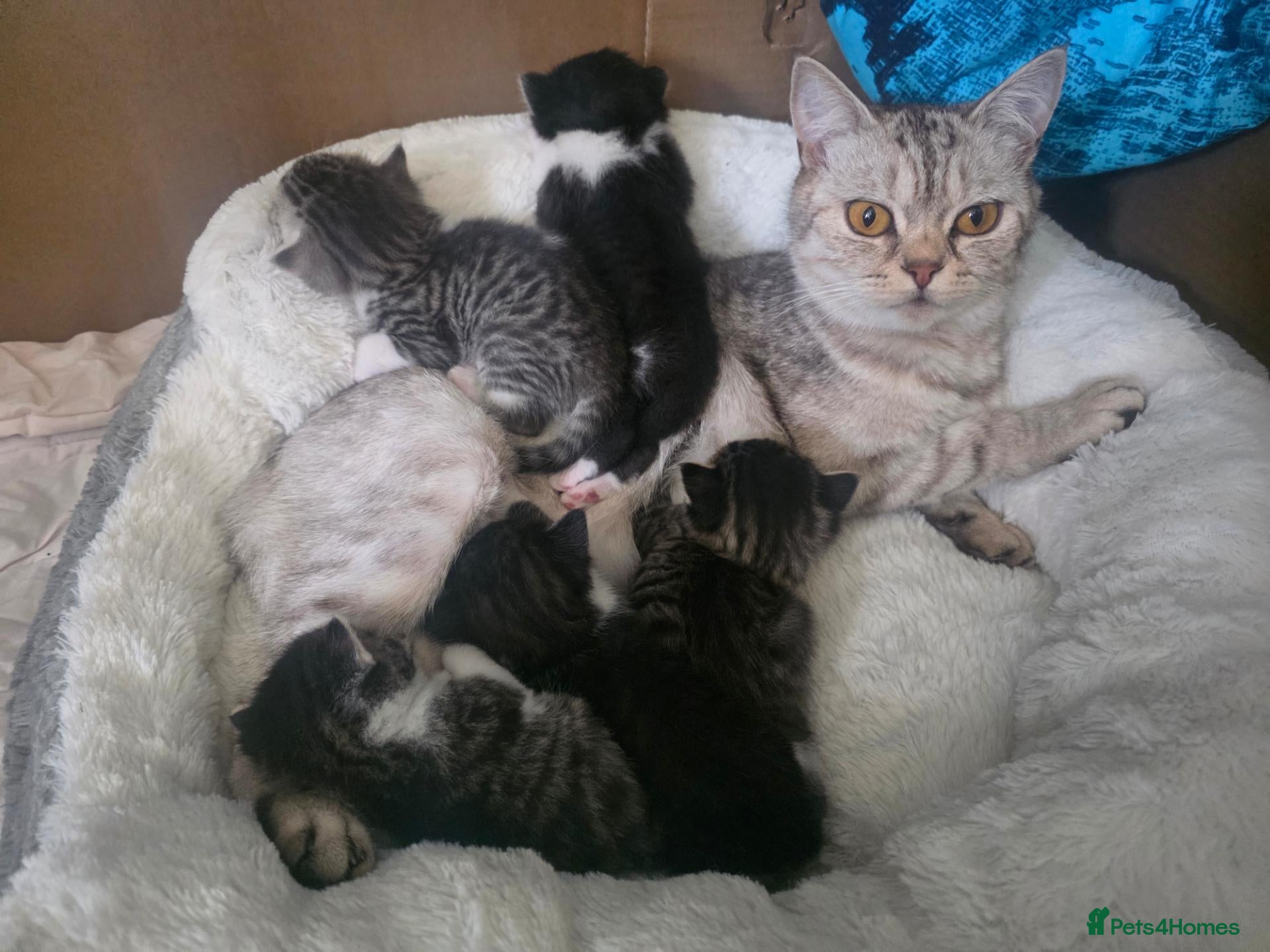 Mixed Breed cats British shorthair cross  - Advert 1