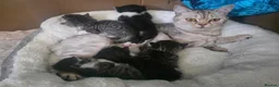 Mixed Breed cats for sale: British shorthair cross  in Gainsborough - Advert 1