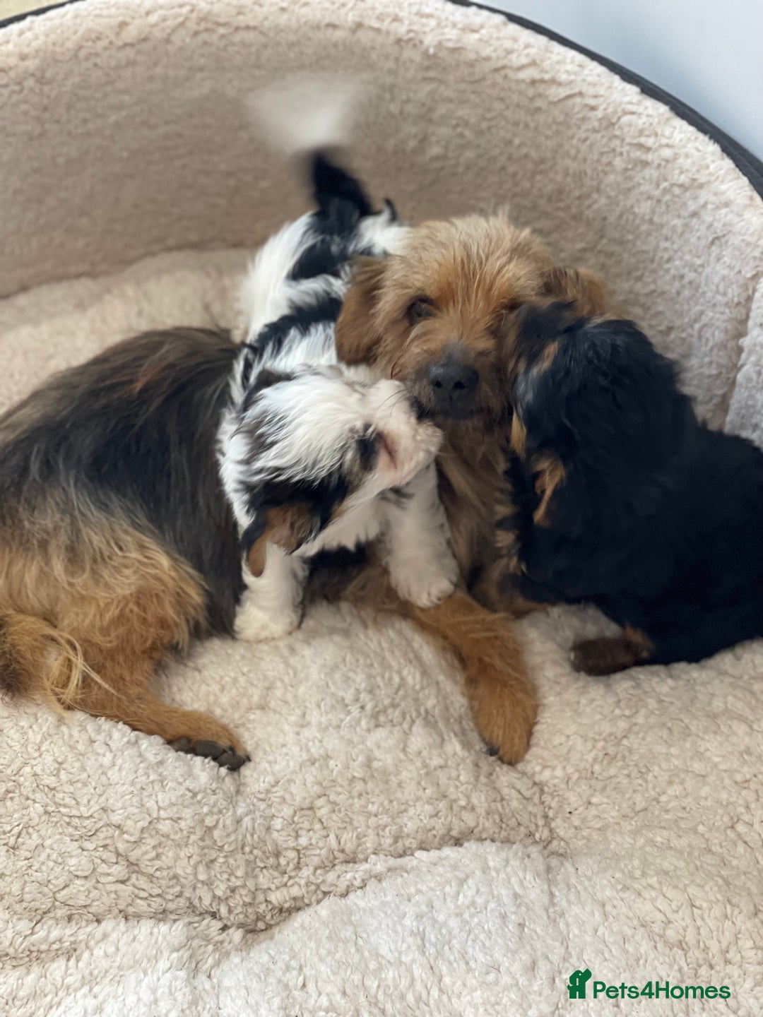 Yorkshire Terrier dogs for sale: Yorkshire terrier mini pups  - Image 11