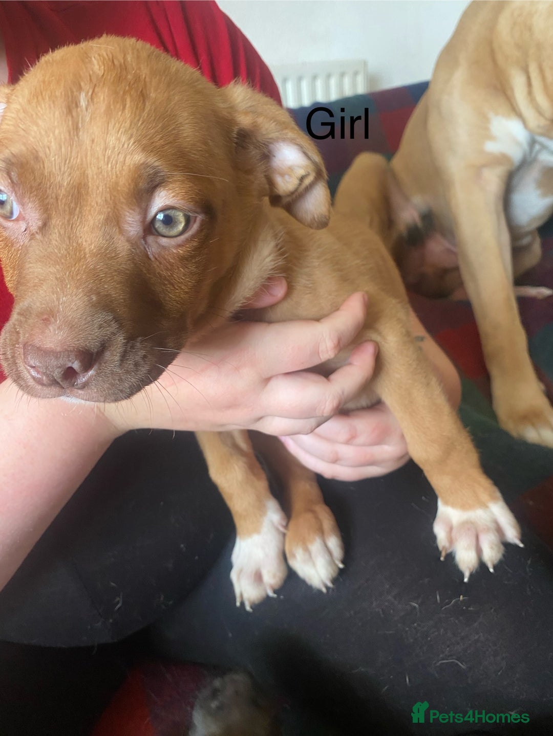 Mixed Breed dogs for sale: Mixed breed  - Image 5