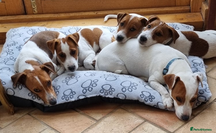 Jack Russell dogs - Advert 1