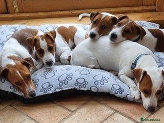 Jack Russell dogs - Advert 3