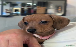 Miniature Dachshund dogs for sale: 2x miniature dachshunds - Image 23