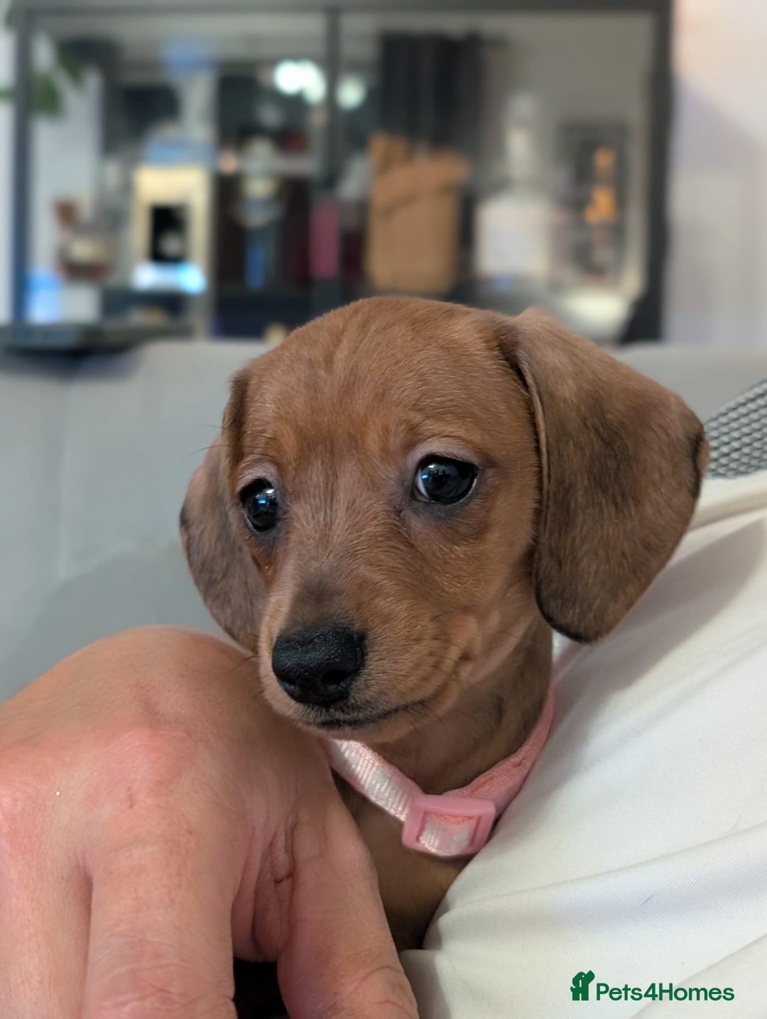 Miniature Dachshund dogs for sale: 2x miniature dachshunds - Image 23