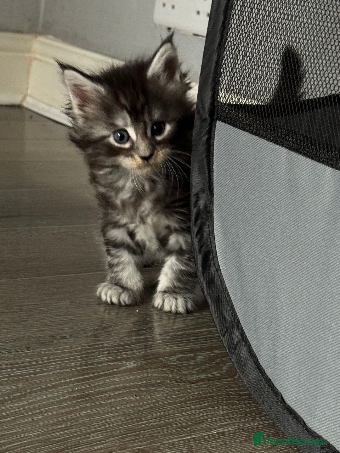 Maine Coon cats for sale: Russian XL maine coons!❤️ready to leave next week! - Image 16