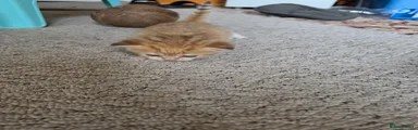 British Shorthair 3