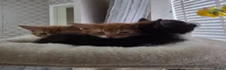 Mixed Breed cats for sale: A male ginger tabby and a female tuxedo - Advert 12