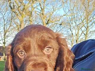 Cocker Spaniel dogs Last chocolate male cocker spaniel left - Advert 5