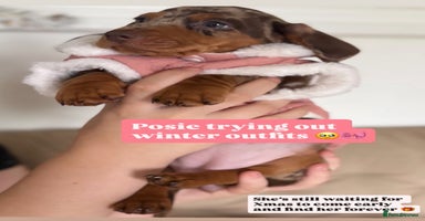 Miniature Dachshund dogs - Advert 14
